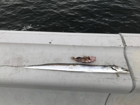 ＳＳコスモ　タチウオ調査